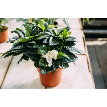 Organic Jasmine Plants 